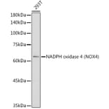 Western Blot - Anti-NADPH oxidase 4 Antibody (A81032) - Antibodies.com