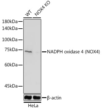 Anti-NADPH oxidase 4 Antibody (A81032) | Antibodies.com