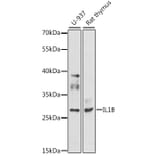 Western Blot - Anti-IL1B Antibody (A11369) - Antibodies.com