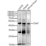 Western Blot - Anti-CD47 Antibody [ARC0584] (A81040) - Antibodies.com