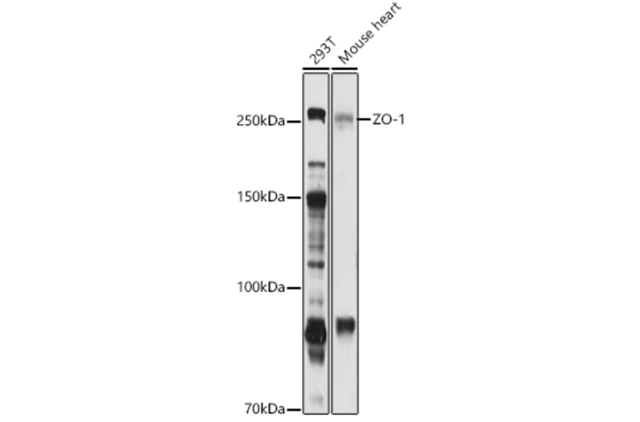 Western Blot - Anti-ZO1 tight junction protein Antibody (A81043) - Antibodies.com