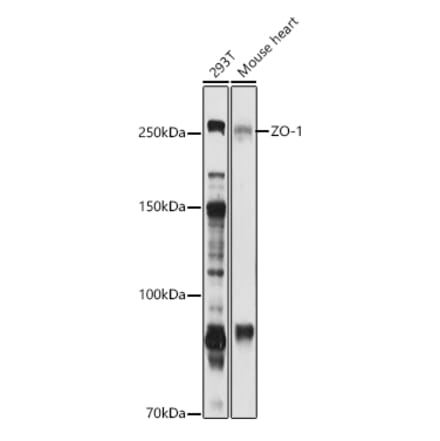Western Blot - Anti-ZO1 tight junction protein Antibody (A81043) - Antibodies.com