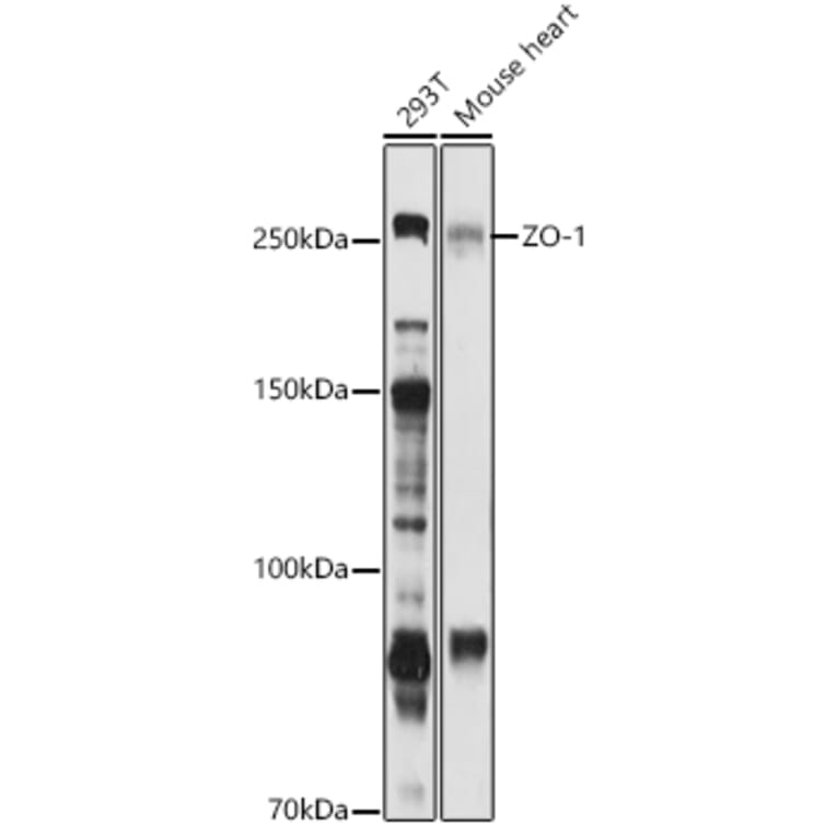 Western Blot - Anti-ZO1 tight junction protein Antibody (A81043) - Antibodies.com