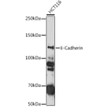Western Blot - Anti-E Cadherin Antibody (A81044) - Antibodies.com