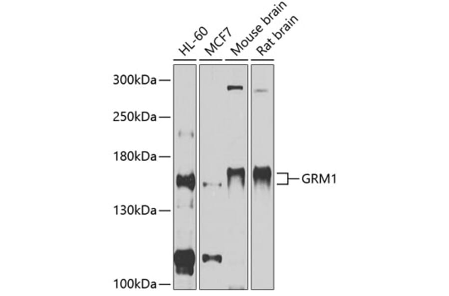 Western Blot - Anti-mGluR1a Antibody (A81046) - Antibodies.com