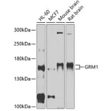 Western Blot - Anti-mGluR1a Antibody (A81046) - Antibodies.com