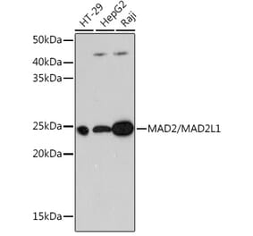 Western Blot - Anti-Mad2L1 Antibody [ARC0603] (A81048) - Antibodies.com
