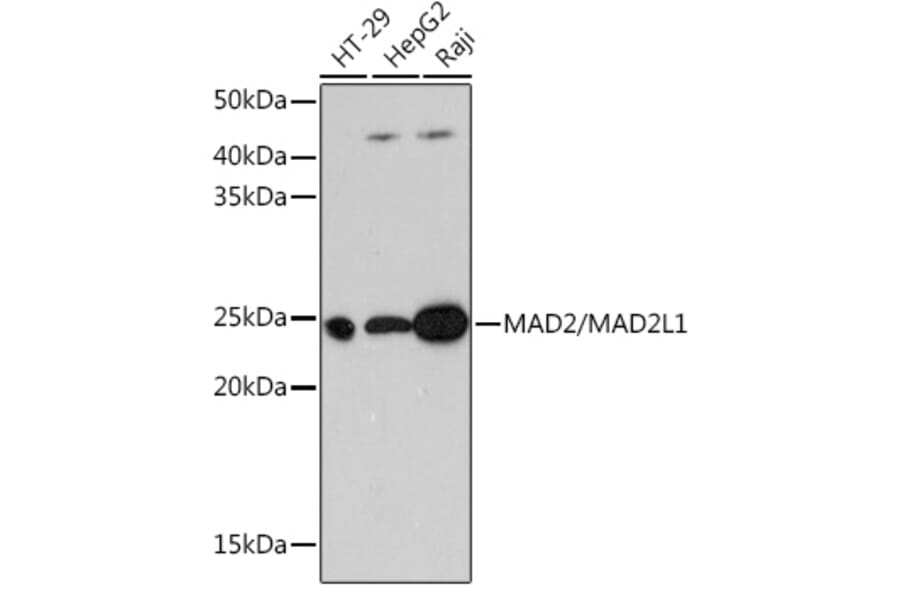 Western Blot - Anti-Mad2L1 Antibody [ARC0603] (A81048) - Antibodies.com
