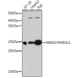 Western Blot - Anti-Mad2L1 Antibody [ARC0603] (A81048) - Antibodies.com