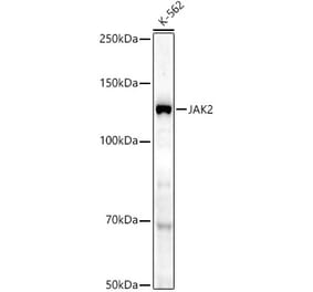 Western Blot - Anti-JAK2 Antibody (A81051) - Antibodies.com