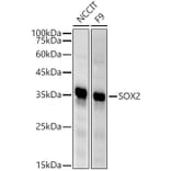 Western Blot - Anti-SOX2 Antibody (A81052) - Antibodies.com
