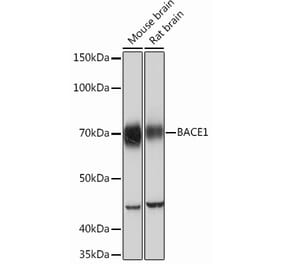 Western Blot - Anti-BACE1 Antibody [ARC0696] (A81057) - Antibodies.com