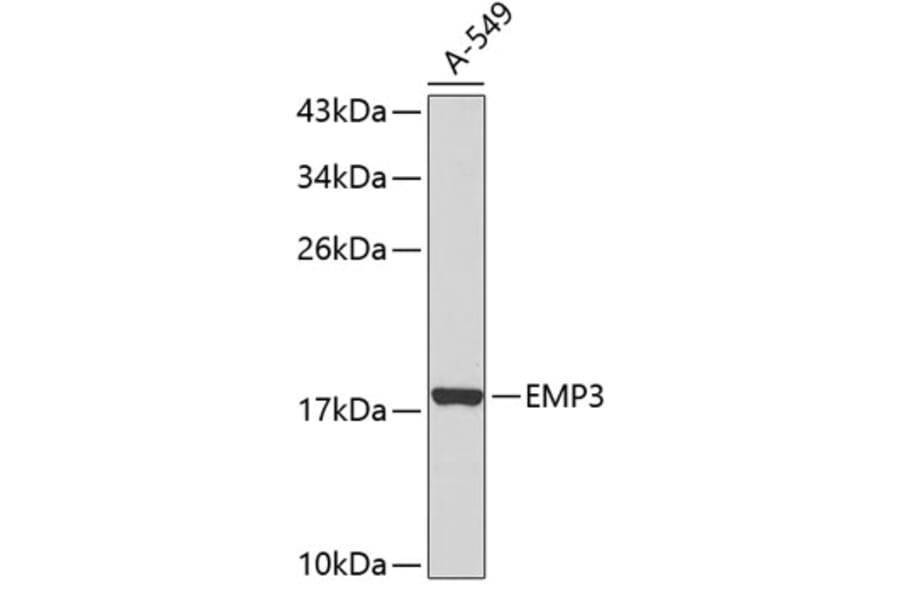 Western Blot - Anti-EMP3 Antibody (A11580) - Antibodies.com