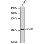 Western Blot - Anti-EMP3 Antibody (A11580) - Antibodies.com