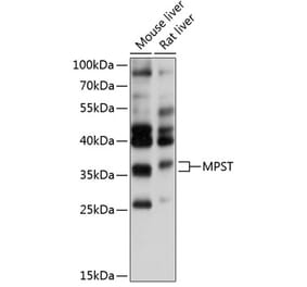 Western Blot - Anti-MST Antibody (A81064) - Antibodies.com