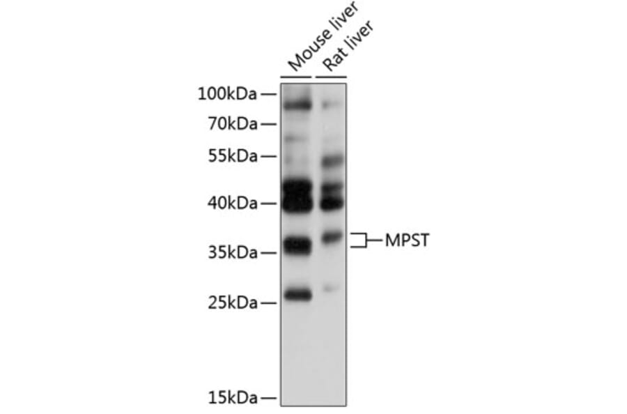 Western Blot - Anti-MST Antibody (A81064) - Antibodies.com