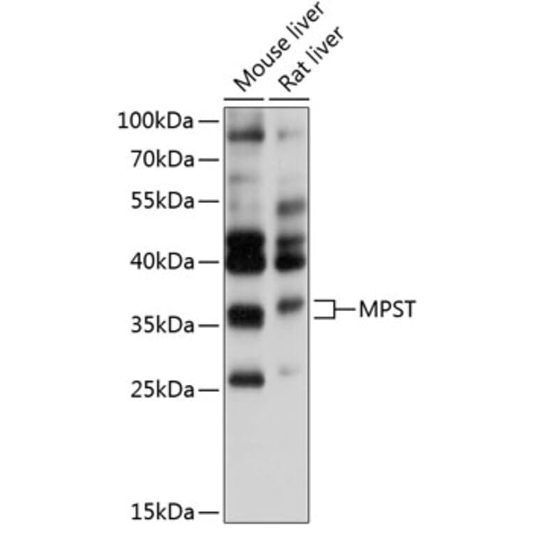 Western Blot - Anti-MST Antibody (A81064) - Antibodies.com