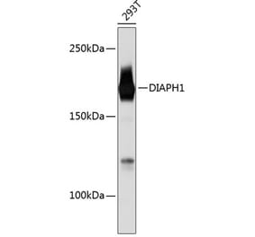 Western Blot - Anti-DIAPH1 Antibody [ARC0639] (A81067) - Antibodies.com