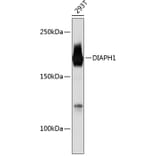 Western Blot - Anti-DIAPH1 Antibody [ARC0639] (A81067) - Antibodies.com