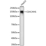 Western Blot - Anti-CEACAM1 Antibody [ARC0649] (A81072) - Antibodies.com