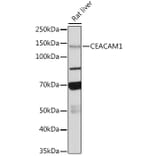 Western Blot - Anti-CEACAM1 Antibody [ARC0649] (A81072) - Antibodies.com
