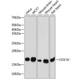 Western Blot - Anti-COX IV Antibody [ARC2518] (A81073) - Antibodies.com