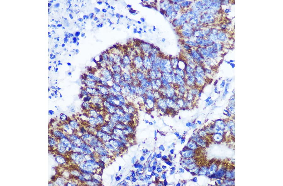 Immunohistochemistry - Anti-COX IV Antibody [ARC2518] (A81073) - Antibodies.com