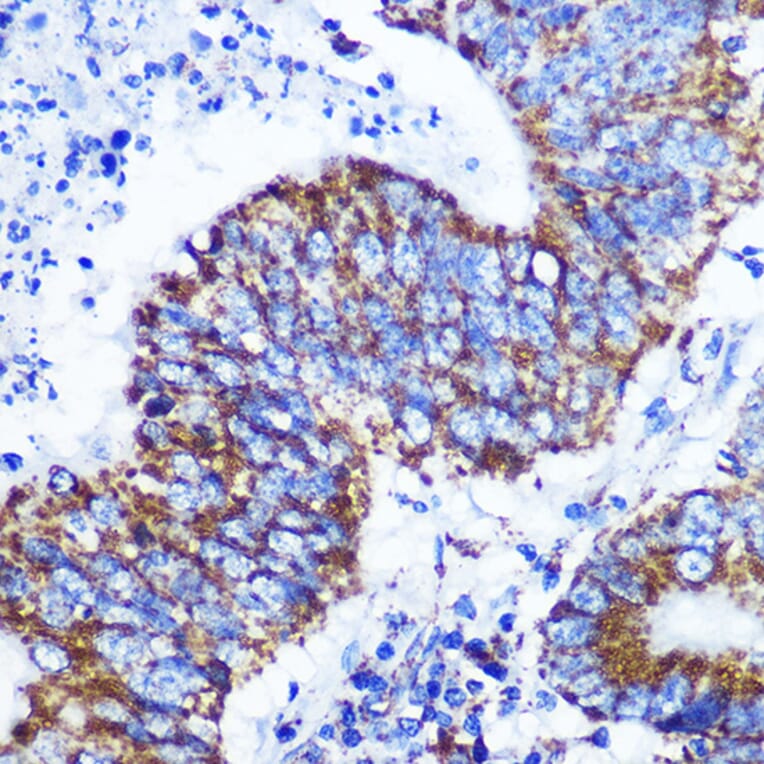 Immunohistochemistry - Anti-COX IV Antibody [ARC2518] (A81073) - Antibodies.com