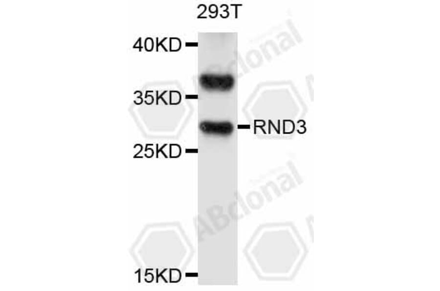 Western Blot - Anti-RND3 Antibody (A11637) - Antibodies.com