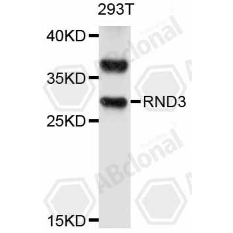 Western Blot - Anti-RND3 Antibody (A11637) - Antibodies.com