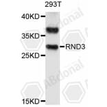 Western Blot - Anti-RND3 Antibody (A11637) - Antibodies.com