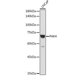 Western Blot - Anti-PAK4 Antibody (A81076) - Antibodies.com