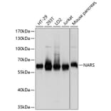 Western Blot - Anti-NARS Antibody (A81078) - Antibodies.com