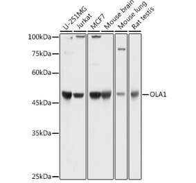 Western Blot - Anti-OLA1 Antibody (A81079) - Antibodies.com