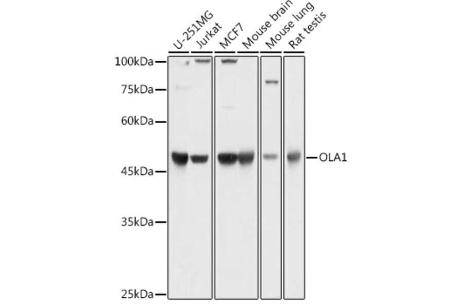 Western Blot - Anti-OLA1 Antibody (A81079) - Antibodies.com