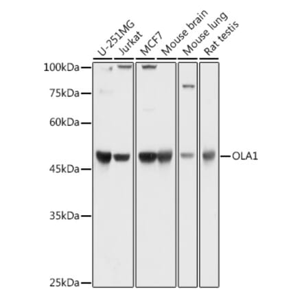 Western Blot - Anti-OLA1 Antibody (A81079) - Antibodies.com