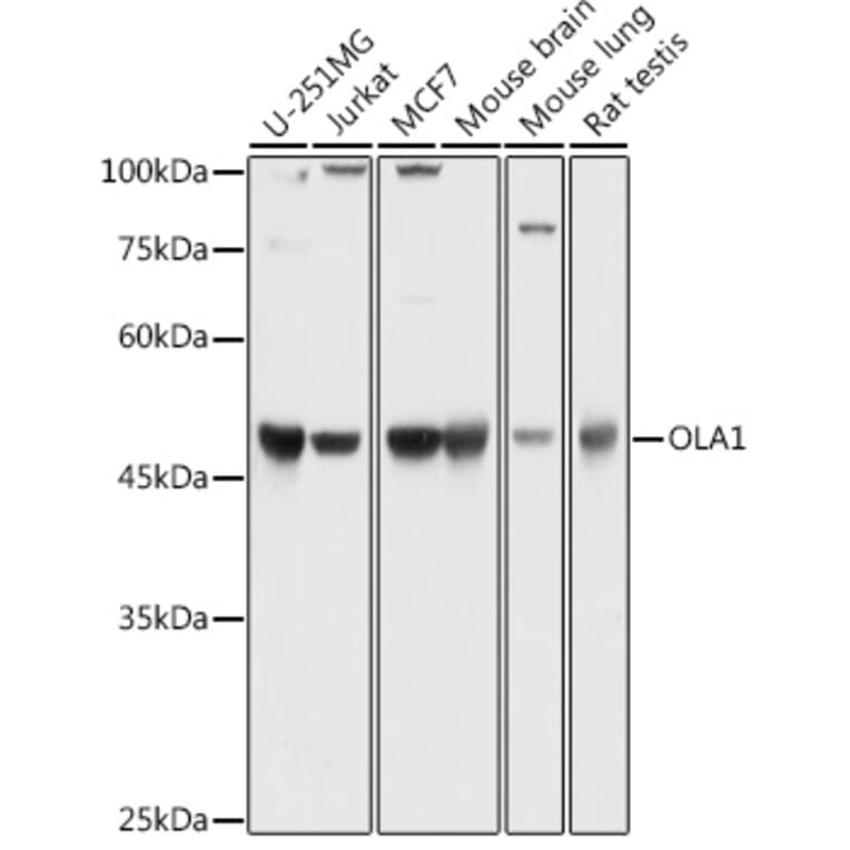 Western Blot - Anti-OLA1 Antibody (A81079) - Antibodies.com