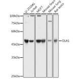 Western Blot - Anti-OLA1 Antibody (A81079) - Antibodies.com