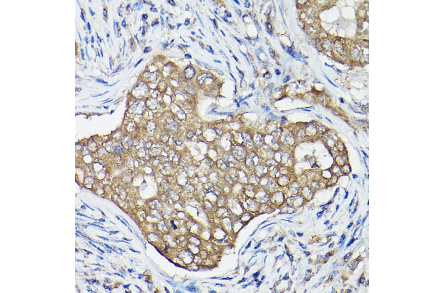 Immunohistochemistry - Anti-OLA1 Antibody (A81079) - Antibodies.com