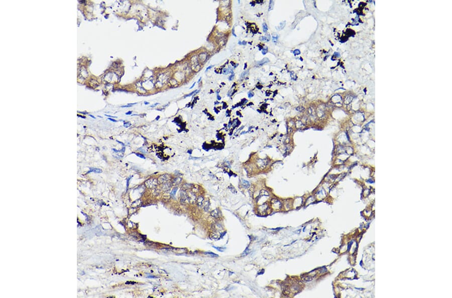 Immunohistochemistry - Anti-OLA1 Antibody (A81079) - Antibodies.com