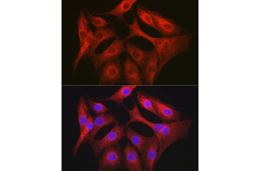 Immunofluorescence - Anti-OLA1 Antibody (A81079) - Antibodies.com