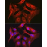 Immunofluorescence - Anti-OLA1 Antibody (A81079) - Antibodies.com