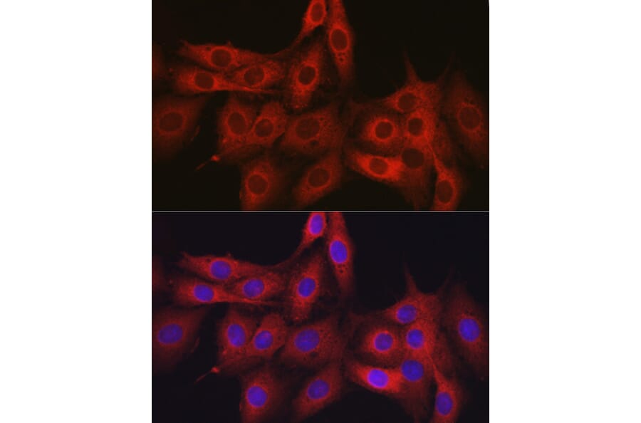 Immunofluorescence - Anti-OLA1 Antibody (A81079) - Antibodies.com