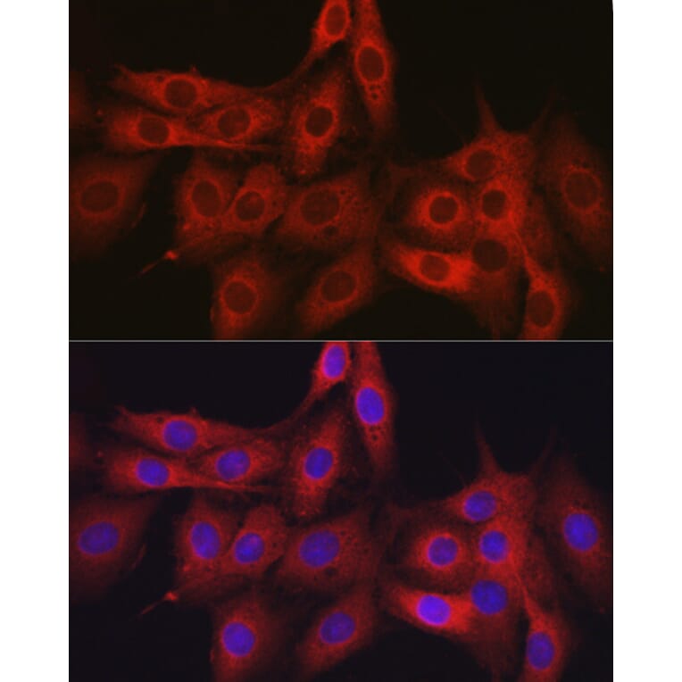 Immunofluorescence - Anti-OLA1 Antibody (A81079) - Antibodies.com