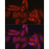 Immunofluorescence - Anti-OLA1 Antibody (A81079) - Antibodies.com