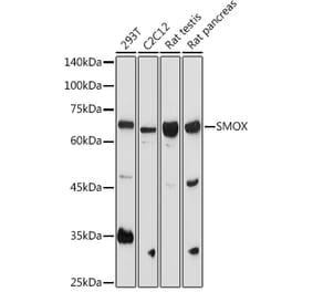 Western Blot - Anti-SMOX Antibody (A81080) - Antibodies.com