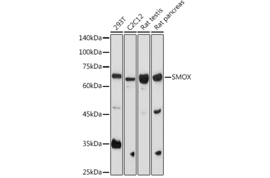 Western Blot - Anti-SMOX Antibody (A81080) - Antibodies.com