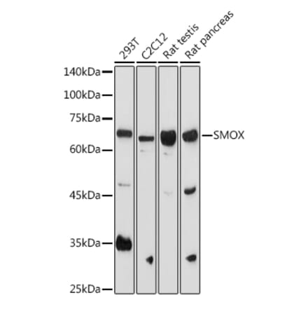 Western Blot - Anti-SMOX Antibody (A81080) - Antibodies.com