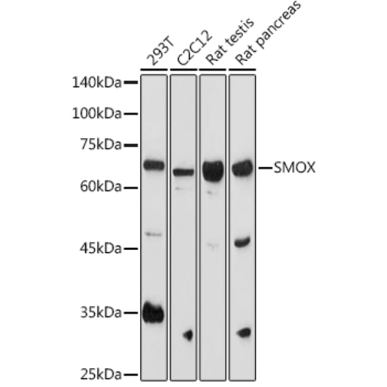 Western Blot - Anti-SMOX Antibody (A81080) - Antibodies.com