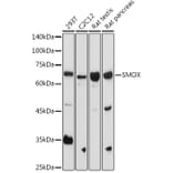 Western Blot - Anti-SMOX Antibody (A81080) - Antibodies.com